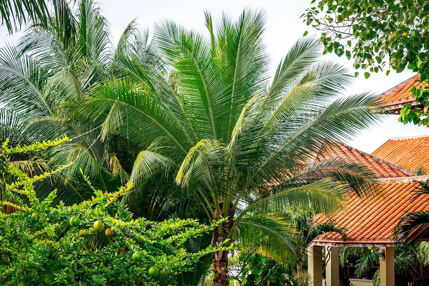 Romana Resort&Spa Mui Ne Exterior foto